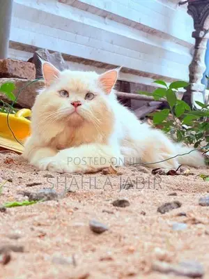 Pure Persian Male Cat