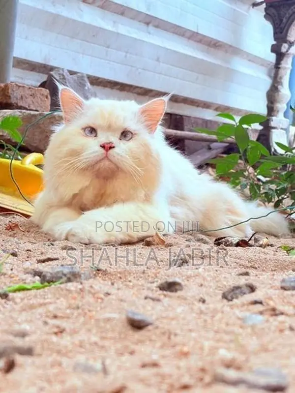 Pure Persian Male Cat
