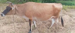 කිරි ගවයා