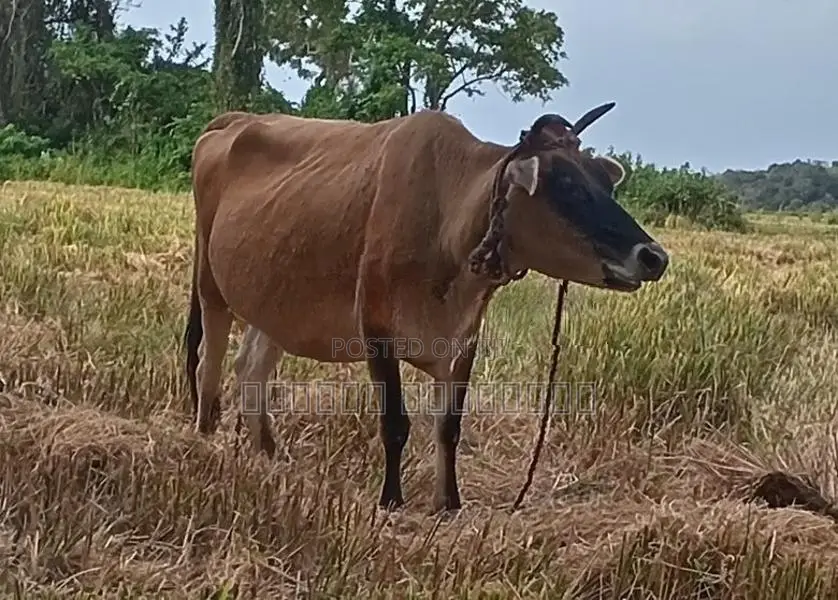 කිරි ගවයා