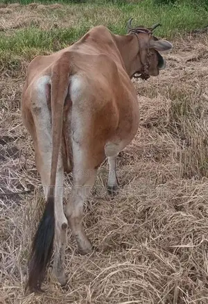 කිරි ගවයා