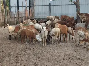 செம்மறி பெட்டை ஆடு