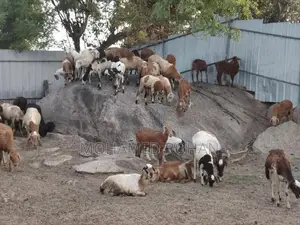 செம்மறி பெட்டை ஆடு