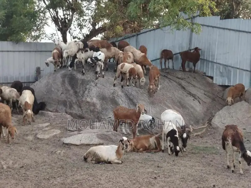 செம்மறி பெட்டை ஆடு
