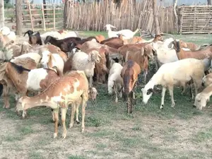 செம்மறி பெட்டை ஆடு
