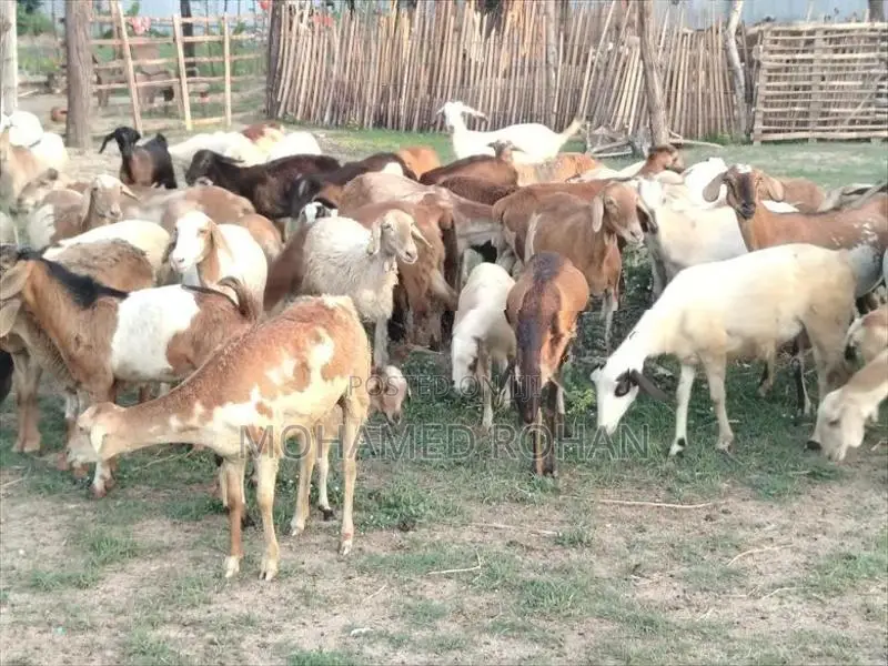 செம்மறி பெட்டை ஆடு