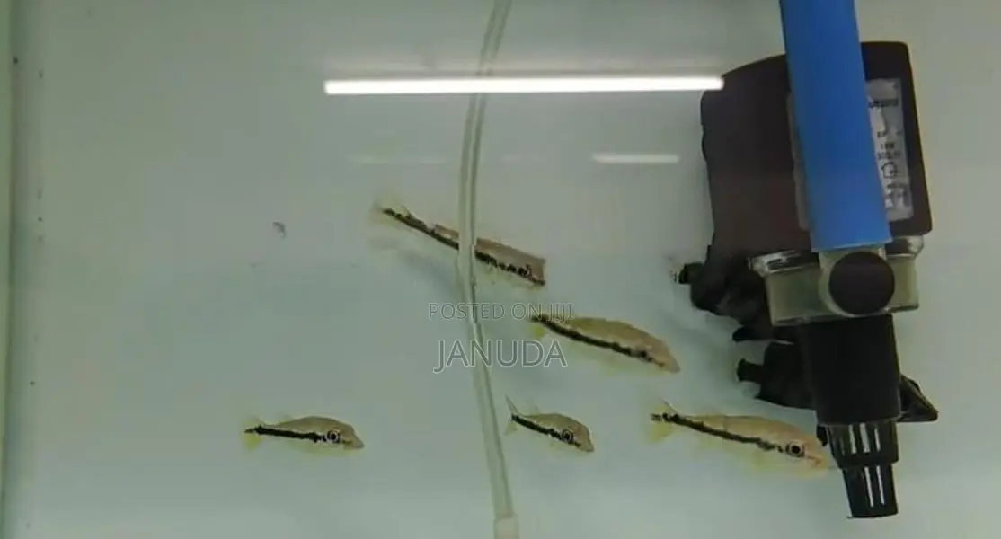 Xingu Peacock Bass