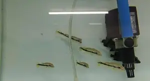 Xingu Peacock Bass