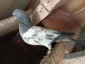 Pigeons