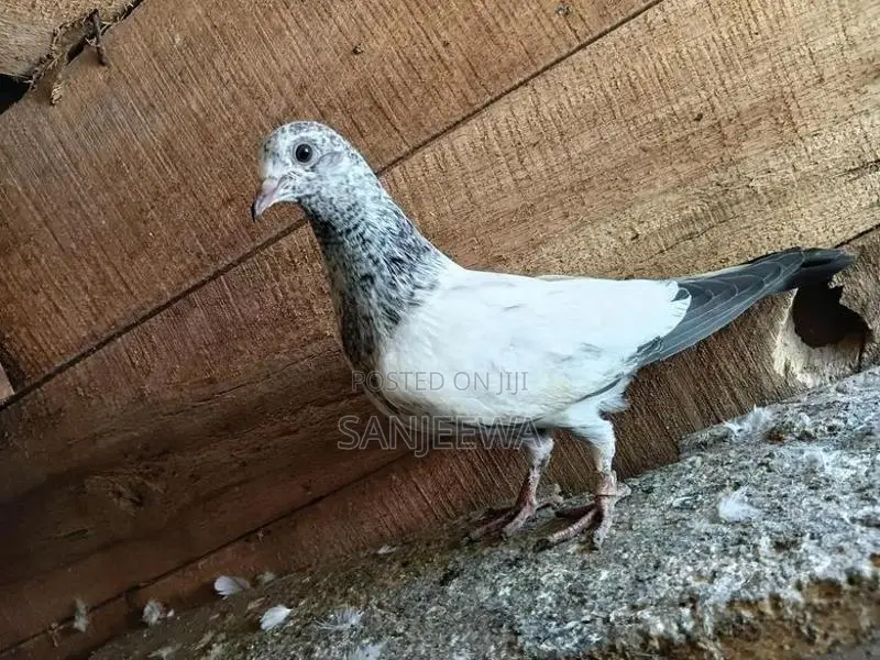 Pigeons