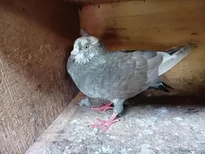 Pigeons