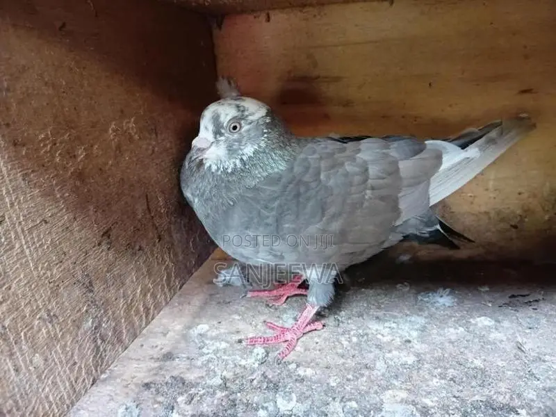 Pigeons