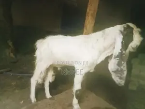Jamunapari Male