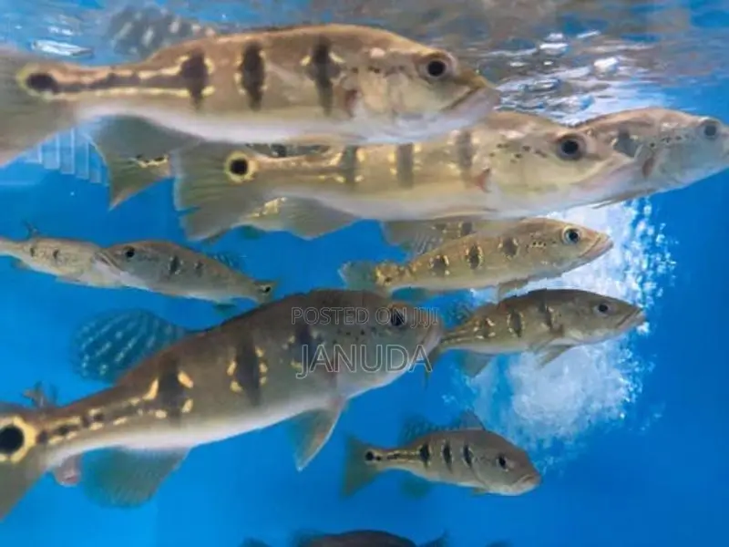 Orinoco Peacock Bass