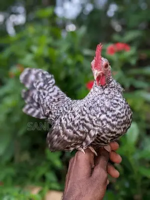 Bantem Chicks