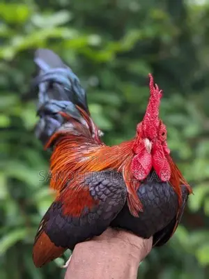 Bantem Chicks