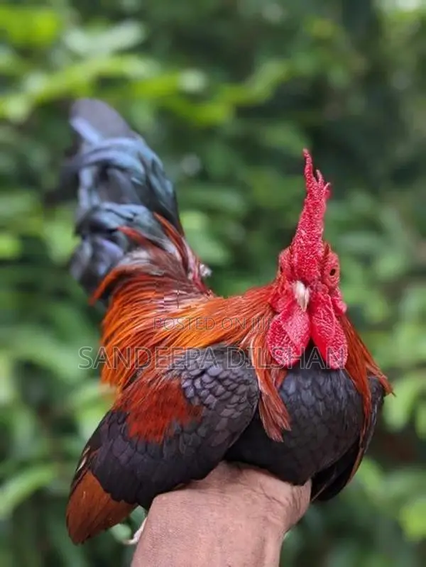 Bantem Chicks