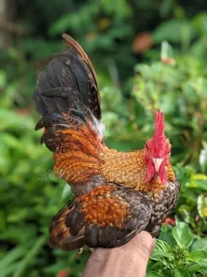 Bantem Chicks