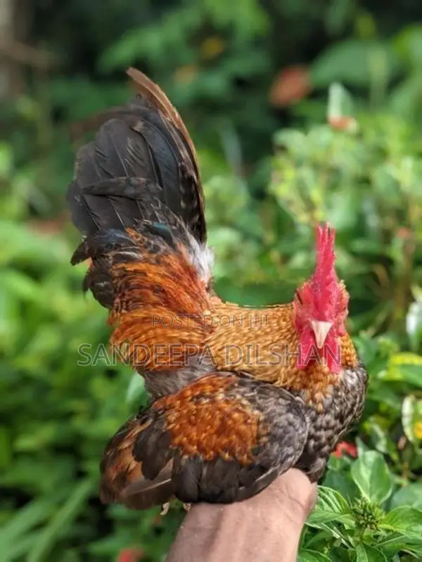 Bantem Chicks