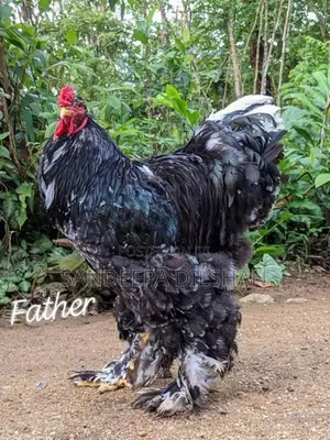 Bantem Chicks