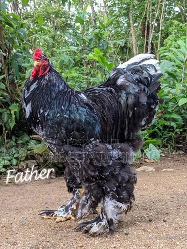 Bantem Chicks