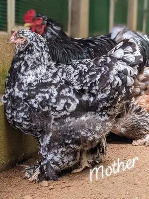 Bantem Chicks