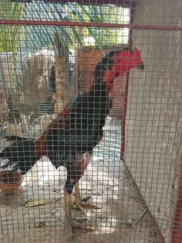 Velladiyan Rooster