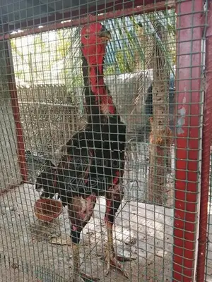 Velladiyan Rooster