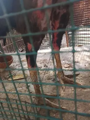 Velladiyan Rooster