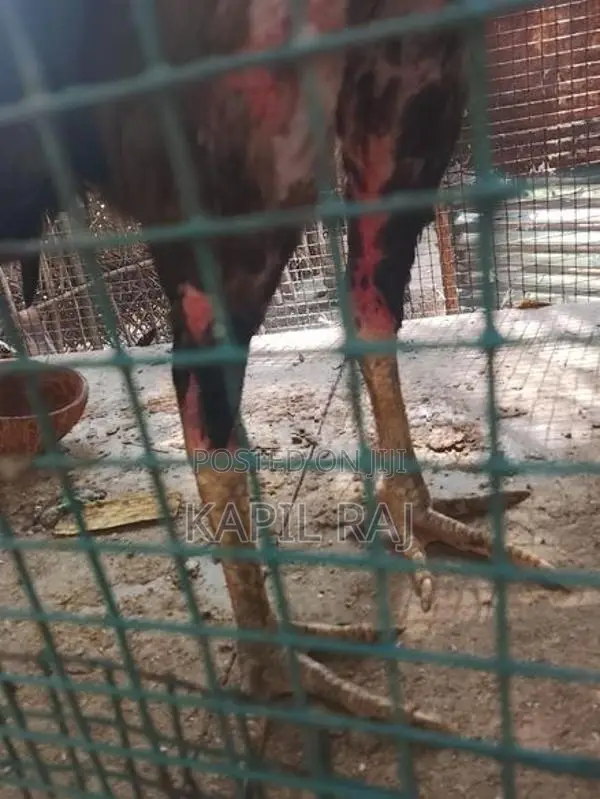 Velladiyan Rooster