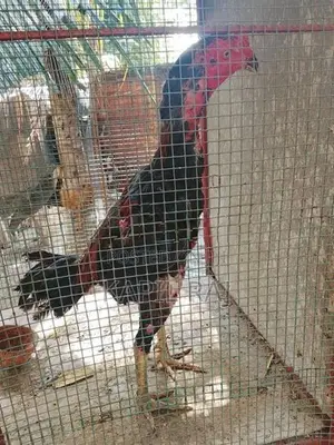 Velladiyan Rooster