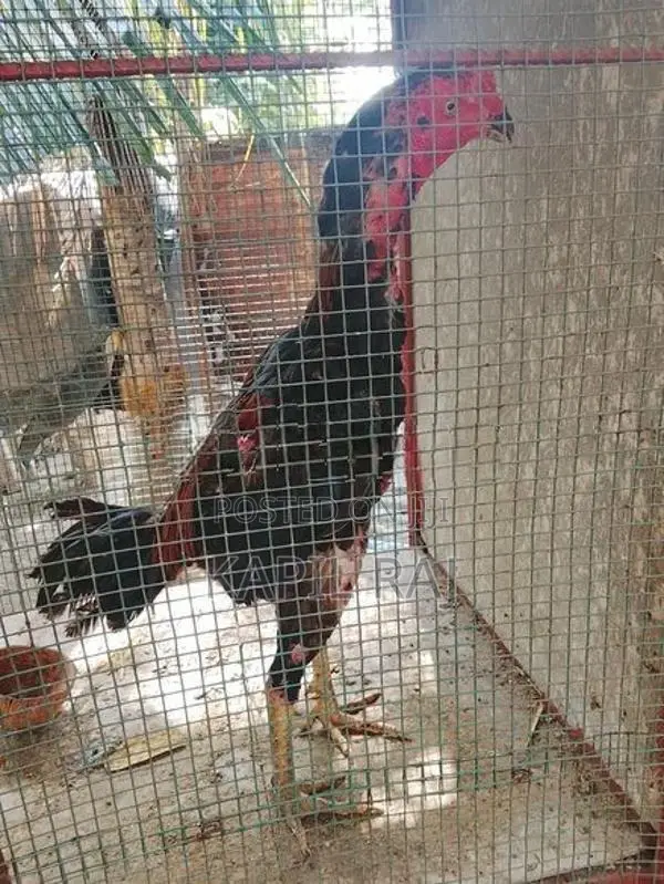 Velladiyan Rooster