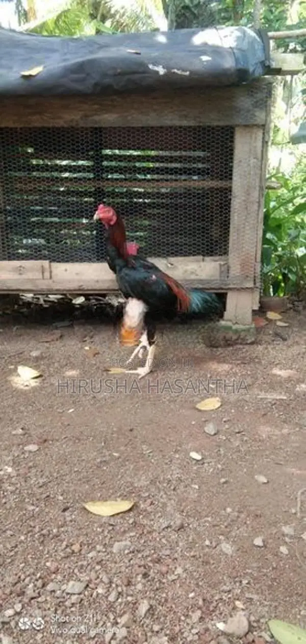 Kukulan