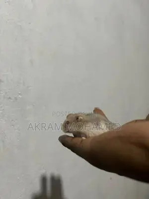 Hamster