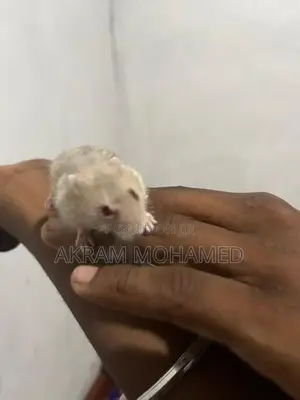 Hamster