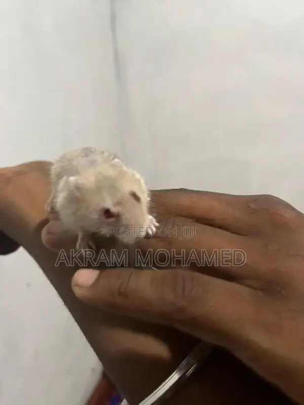 Hamster