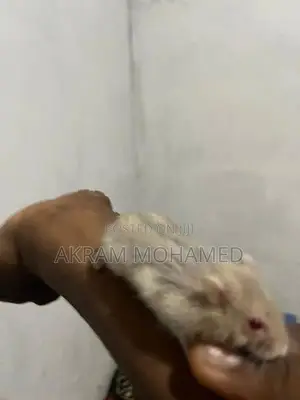 Hamster