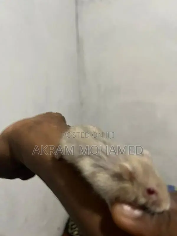 Hamster