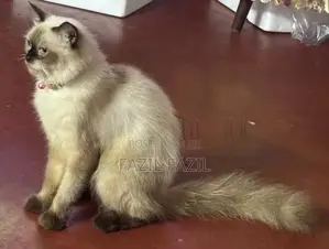 Persian Cat
