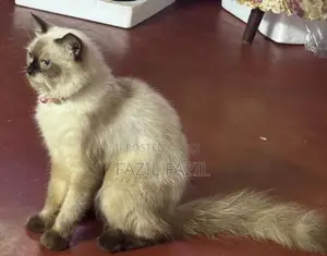 Persian Cat