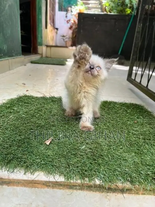 Persian Cat
