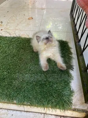 Persian Cat