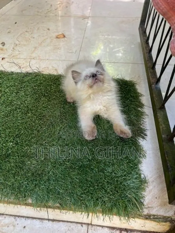 Persian Cat