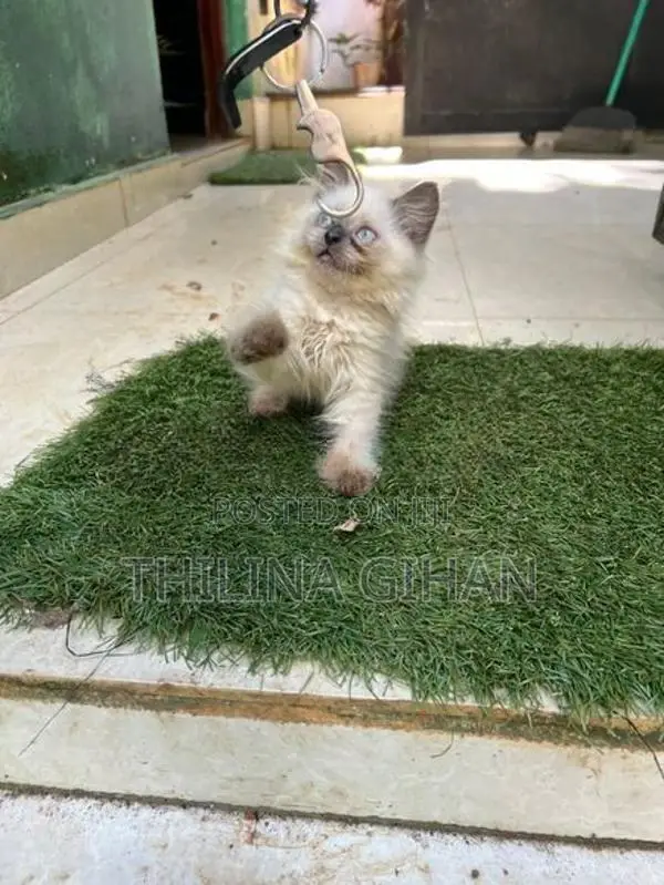 Persian Cat