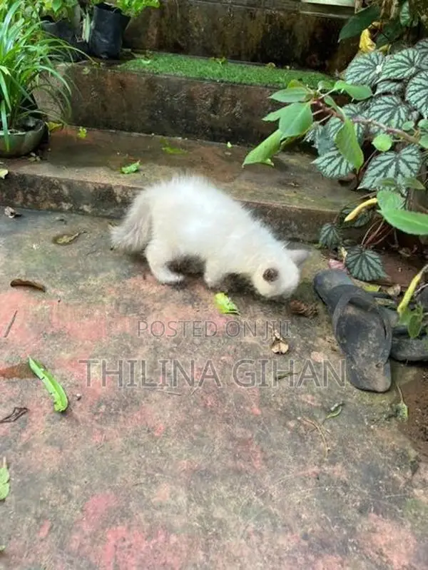 Persian Cat