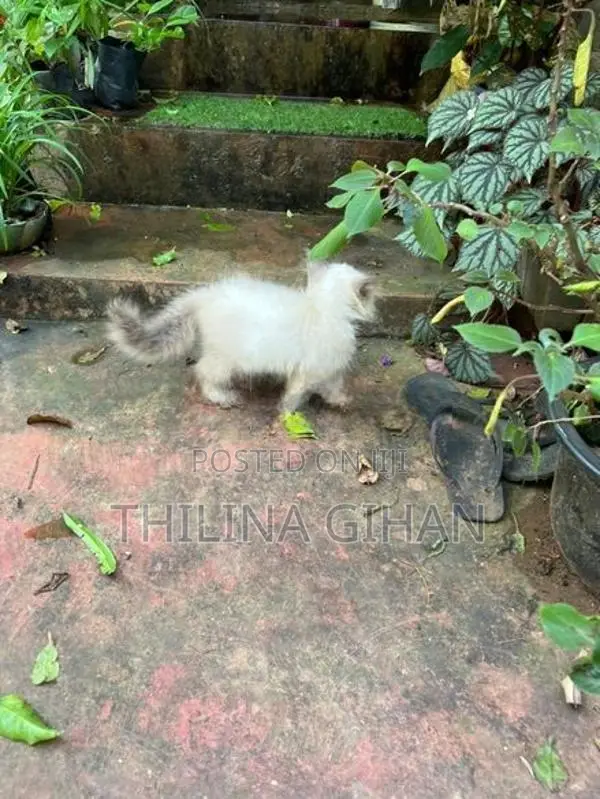 Persian Cat