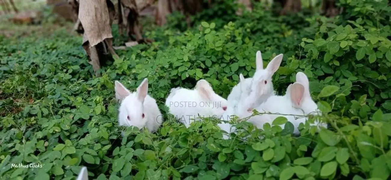 Rabbit