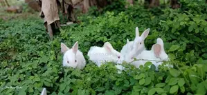 Rabbit