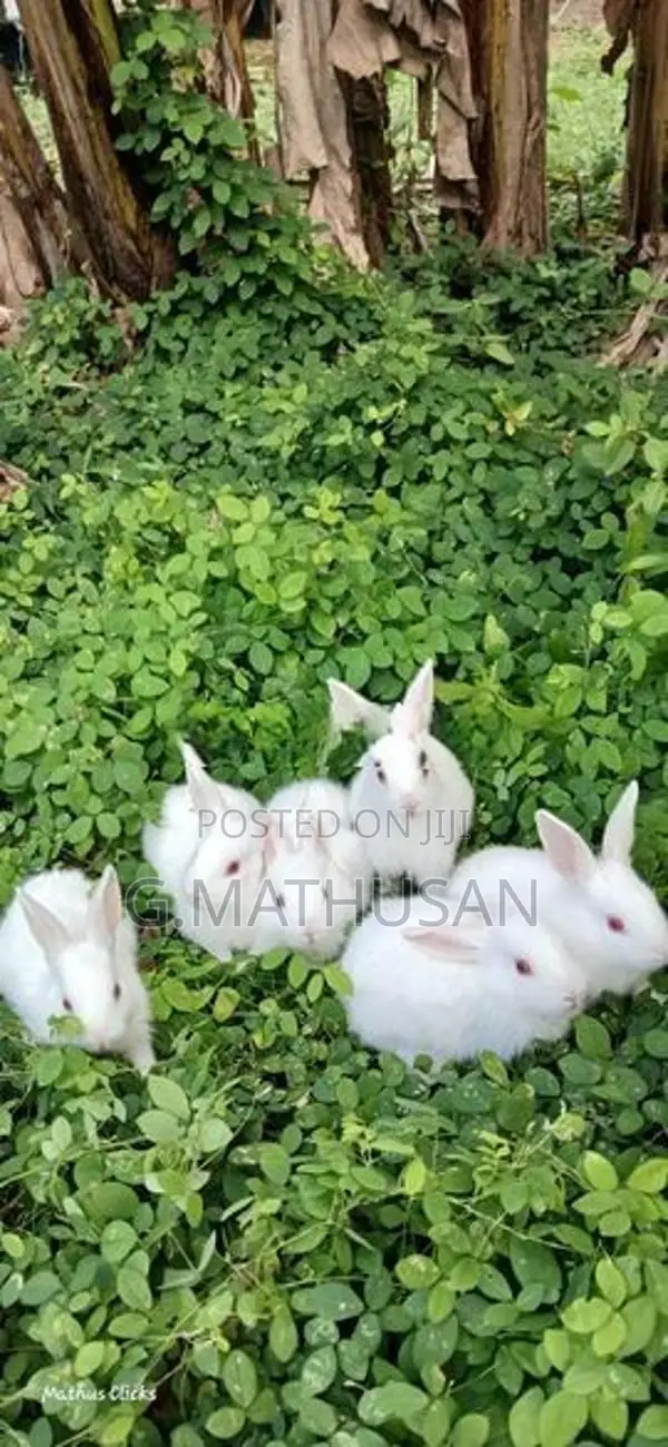 Rabbit