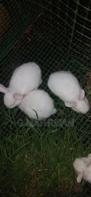 Rabbit